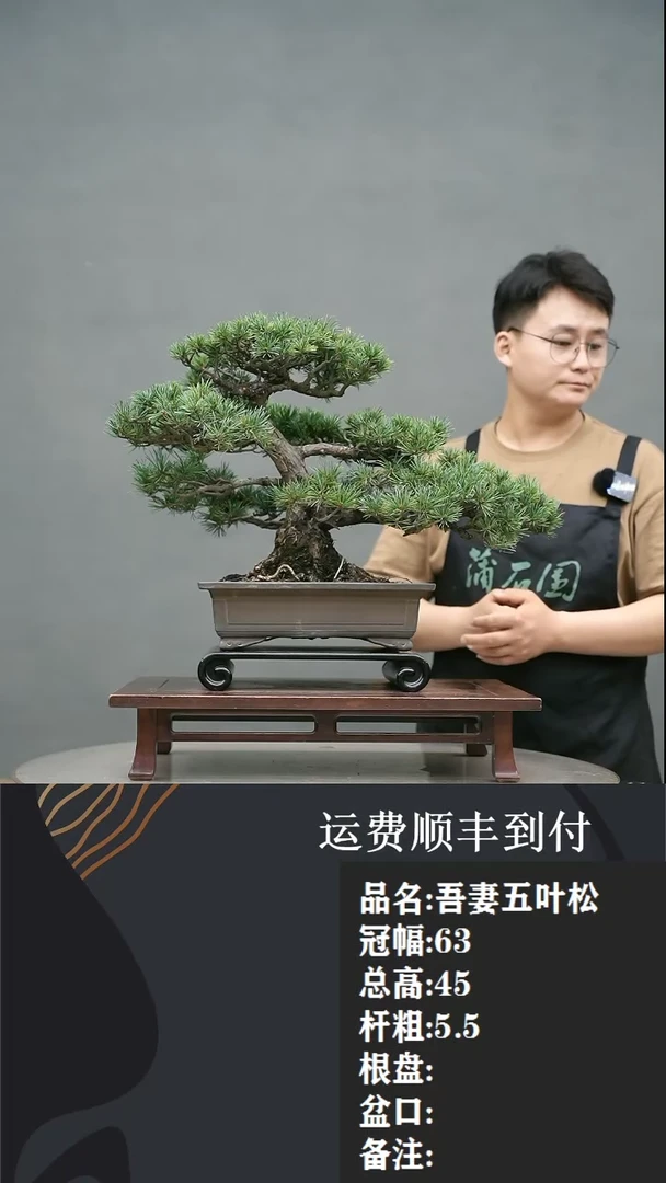 【闪购商品】10五叶松