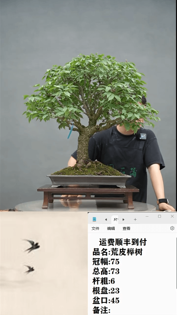 【闪购商品】11 荒皮榉树