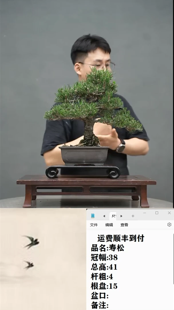 【闪购商品】13  寿松