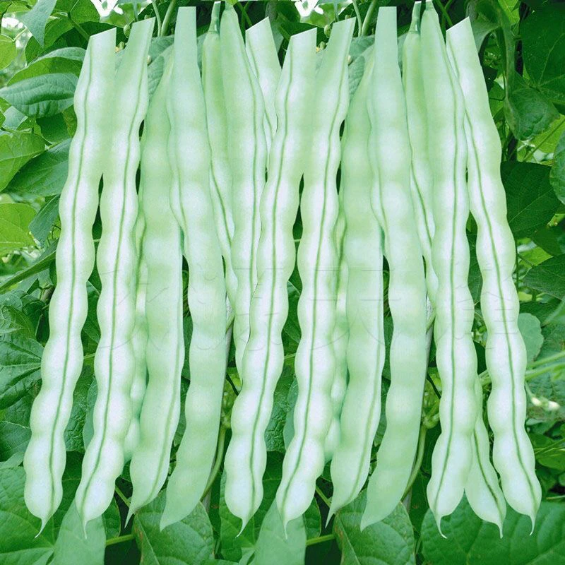 【满5元包邮】九粒白芸豆种子