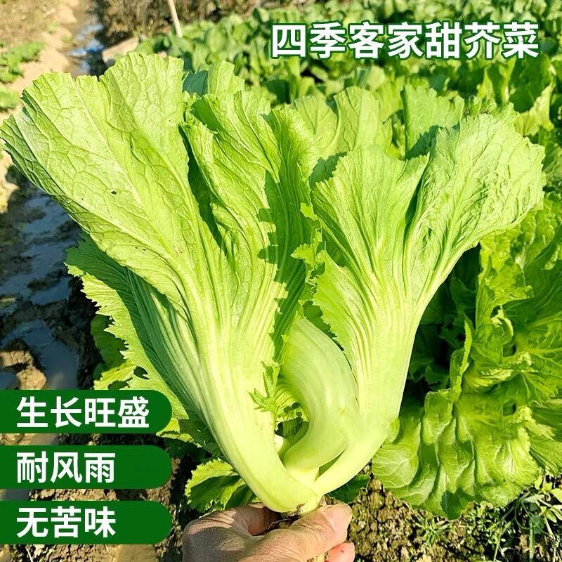 【全店满5元包邮】客家甜芥菜种子