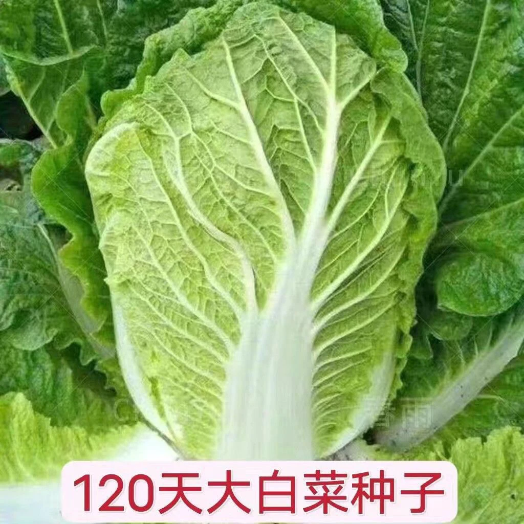 【满5元包邮】丰抗120白菜子