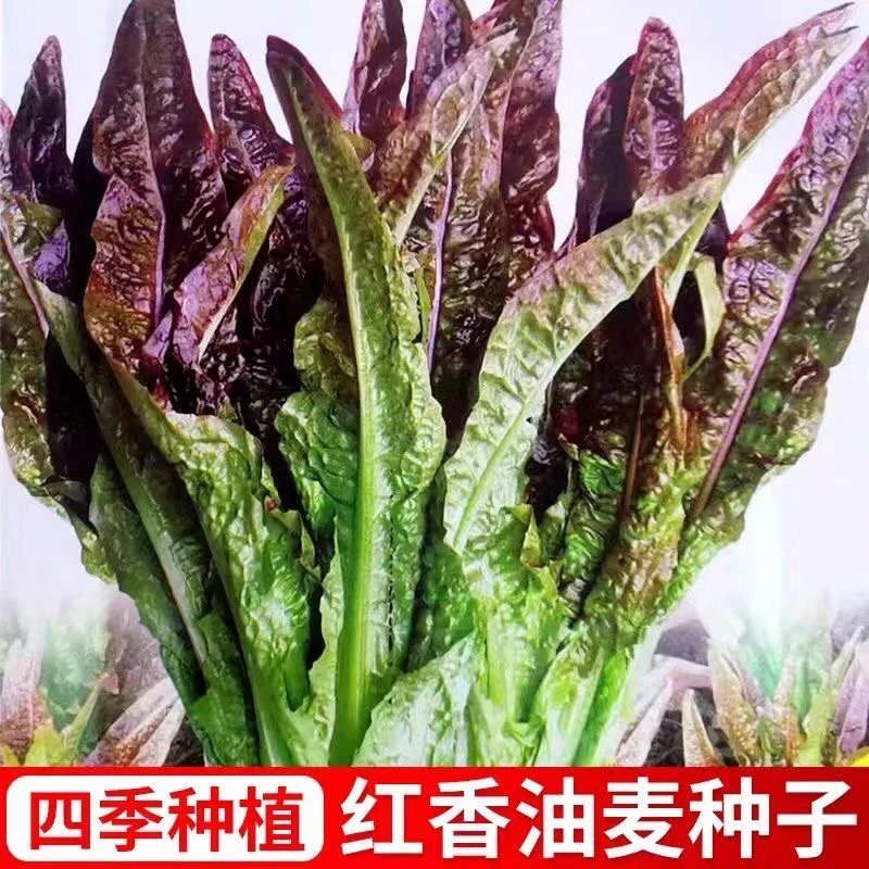 【满5元包邮】红油麦菜种子