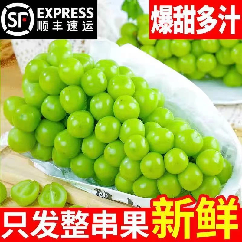 顺丰包邮阳光玫瑰多汁葡萄现摘水果爆甜晴王葡萄正宗提子新鲜香味