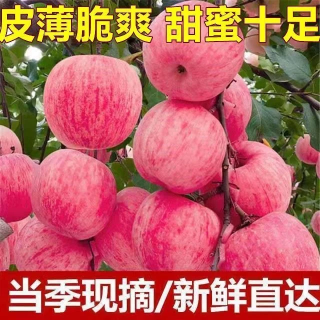 陕西高山红富士苹果脆甜多汁包邮