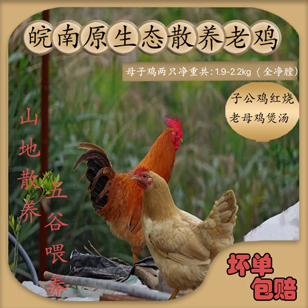 皖南原生态散养【子公鸡1只+老母鸡1只】共2只，红烧味甜 煲汤味鲜