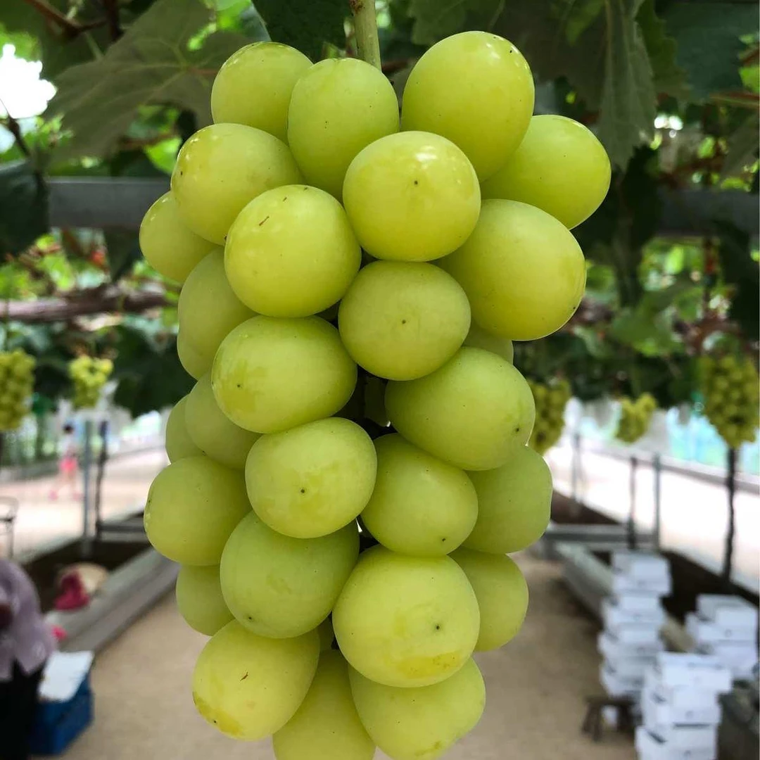 八年大苗葡萄树苗新品葡萄苗南北方可种阳台小院花盆地栽盆栽高产