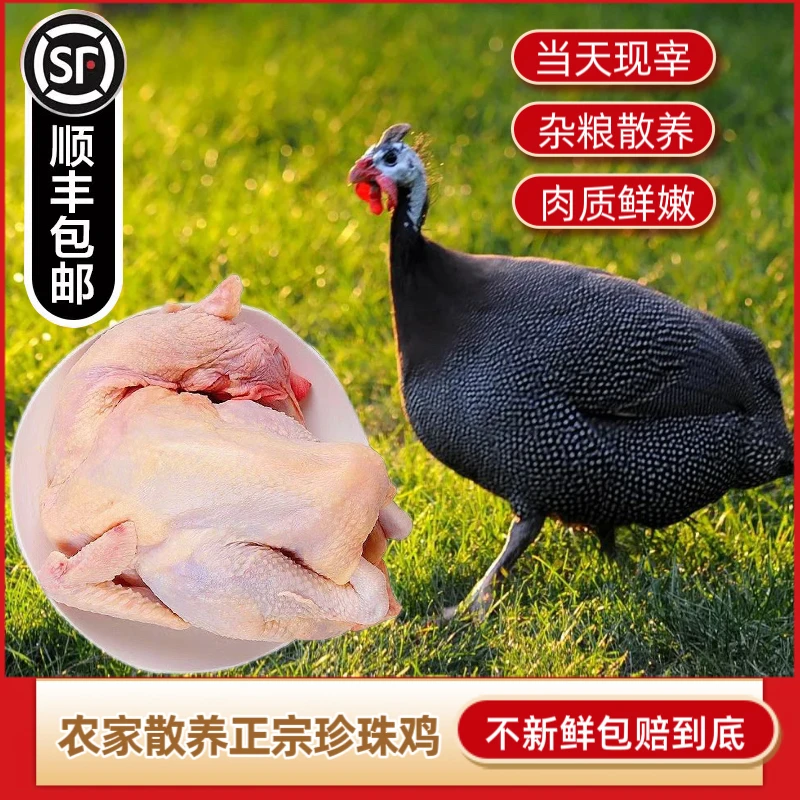 珍珠鸡 农家散养生态养殖广东清甜煲汤土鸡肉顺丰包邮