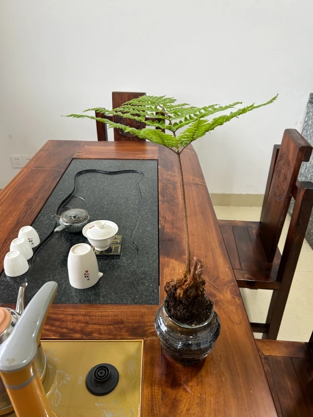 28到98蕨类植物 蕨类植物的