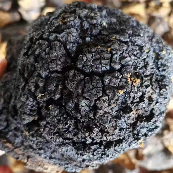 饶河特产桦树茸500克