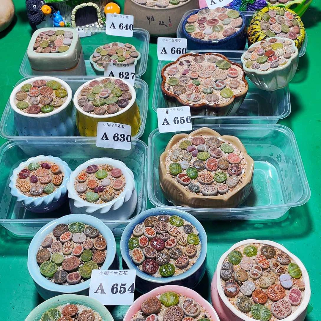 654生石花科植物花