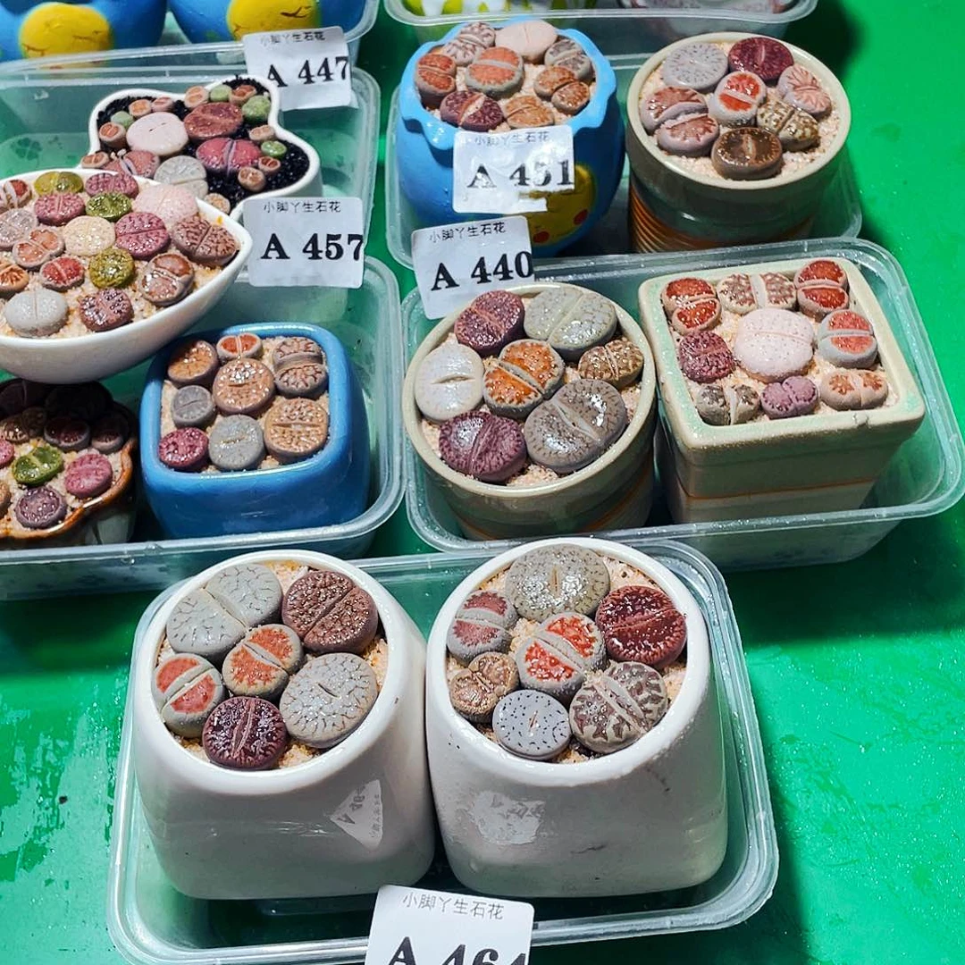 464生石花科植物花