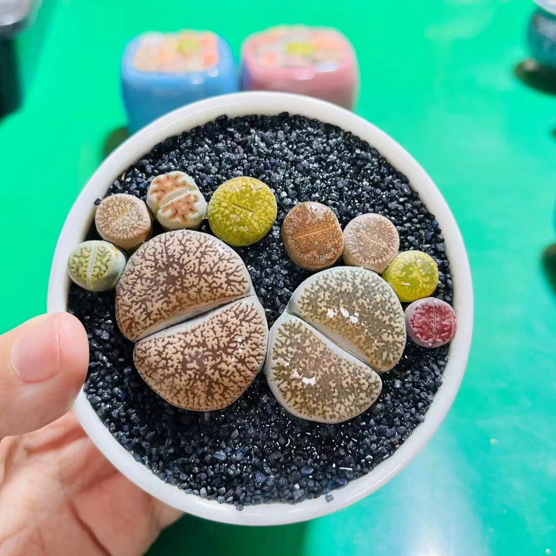 白瓷大盆双脚板带盆带土