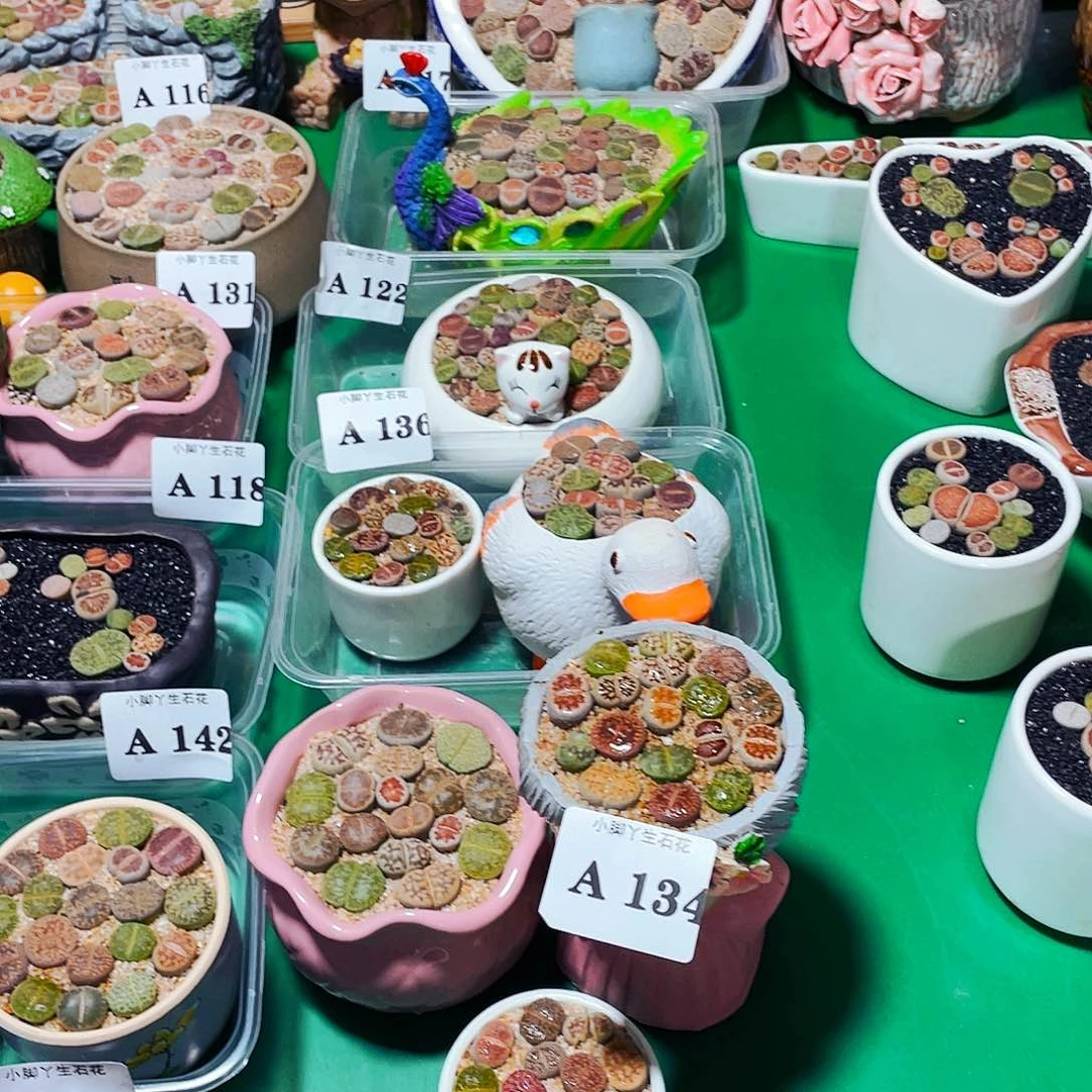 134生石花科植物花