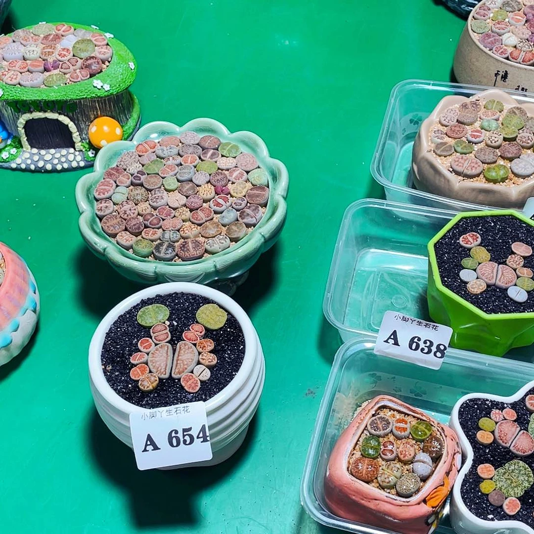 654生石花科植物花
