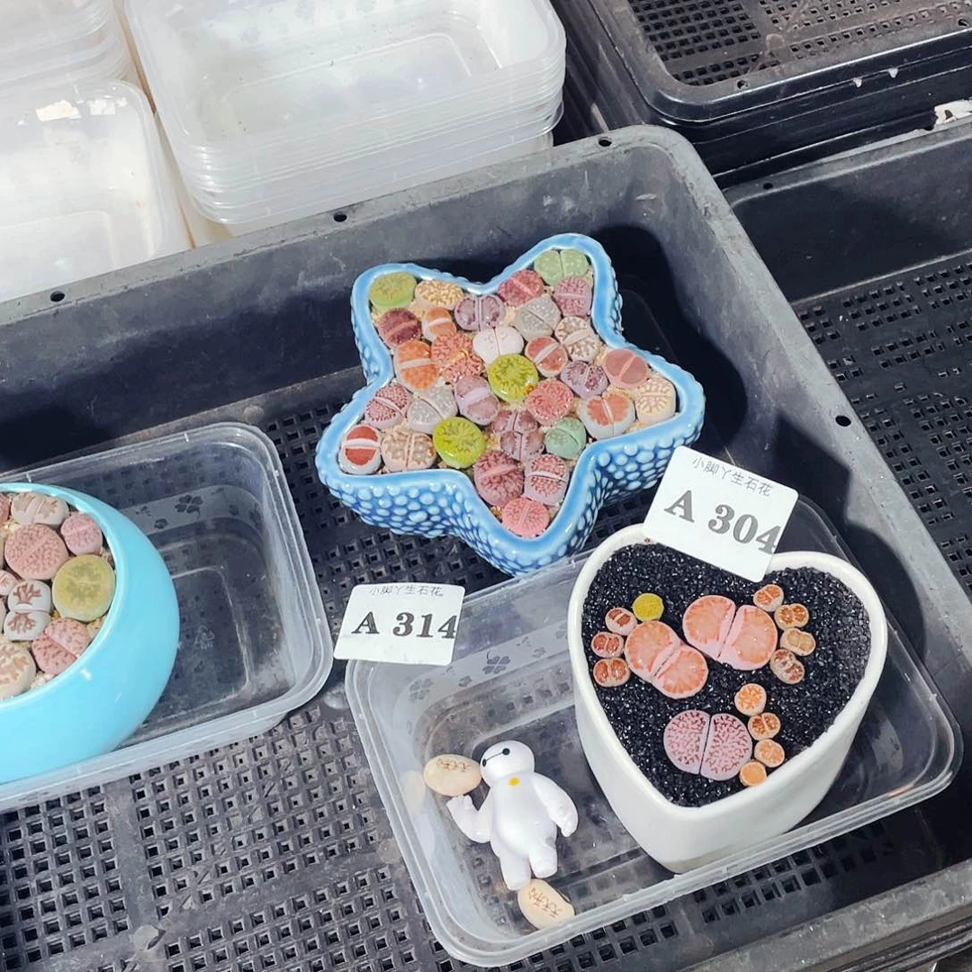 314生石花科植物花