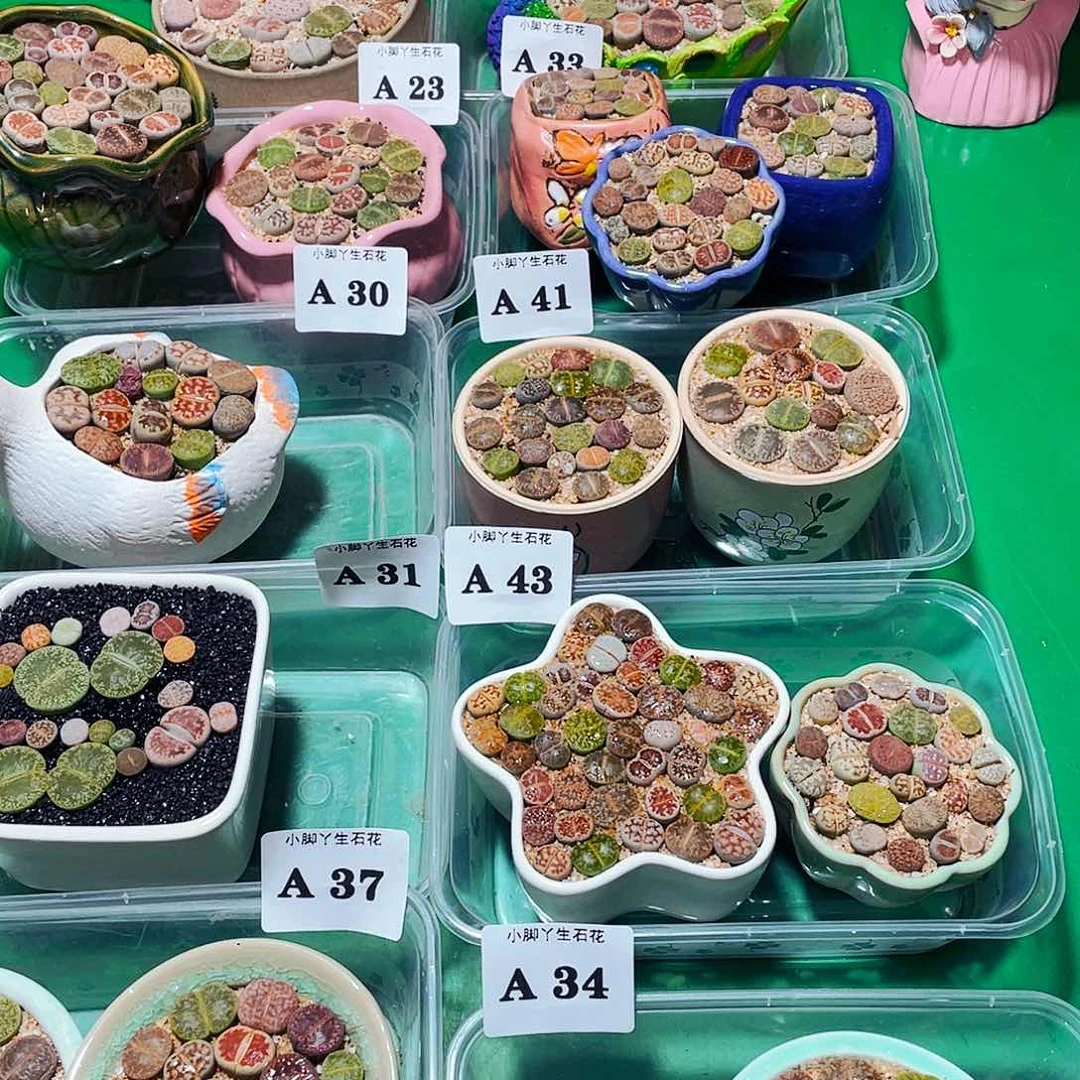 文*34-……生石花等多种植物的