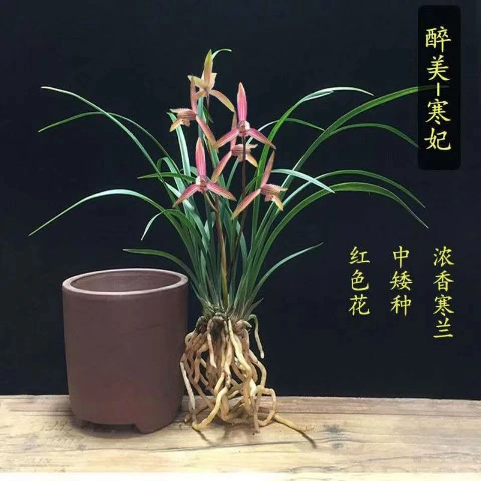 细叶寒兰国画之美 最香兰花苗寒妃开花浓香冬季室内花卉绿植