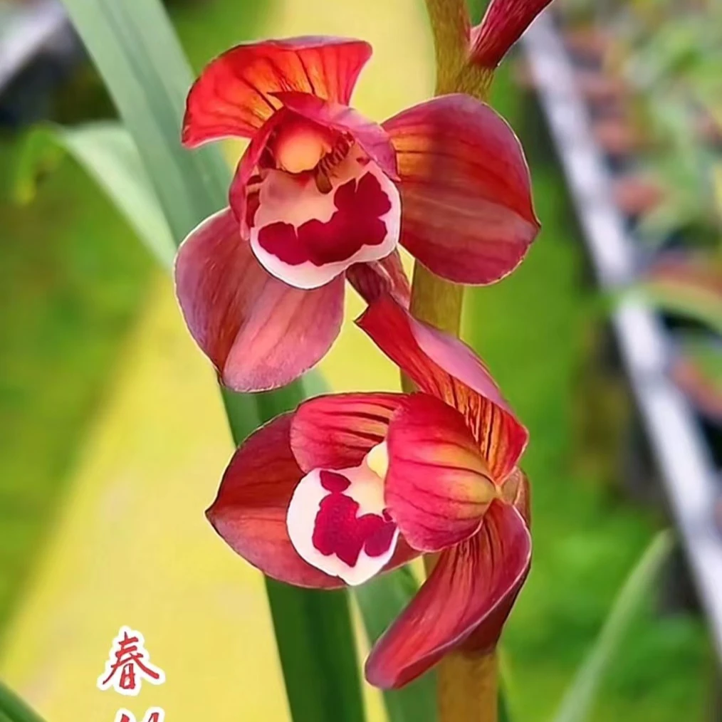 铭品兰花一物一拍专用链接美观浓香型花卉绿植包邮