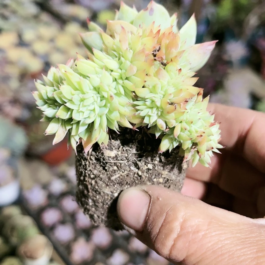 二***婆287多肉植物种类