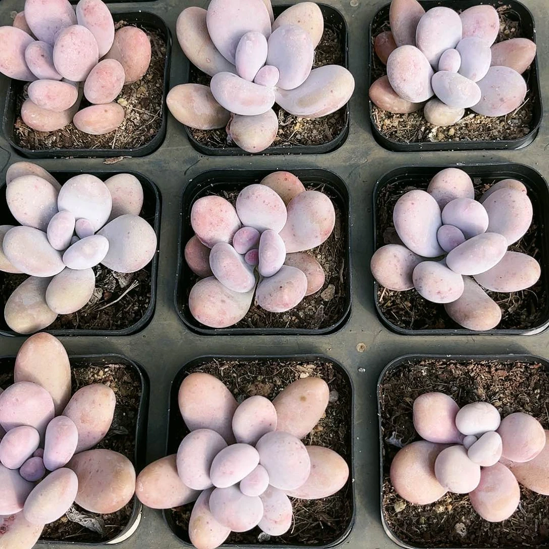 大叶奶多肉西湖特产一份