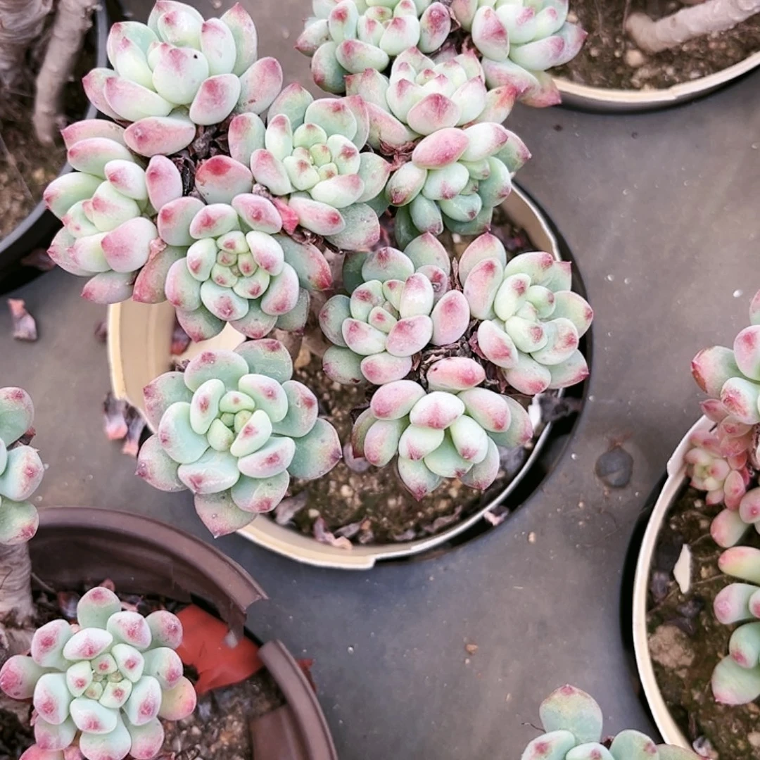 琼****生41DVD肉植物等野生