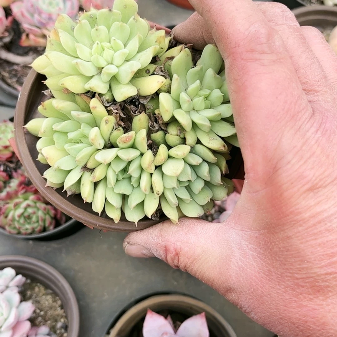 向**?69多肉植物种类多样