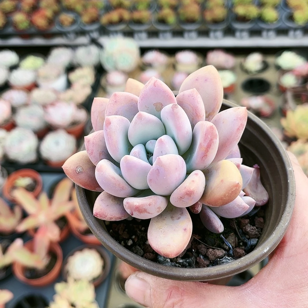 暮*9多肉植物种类多样