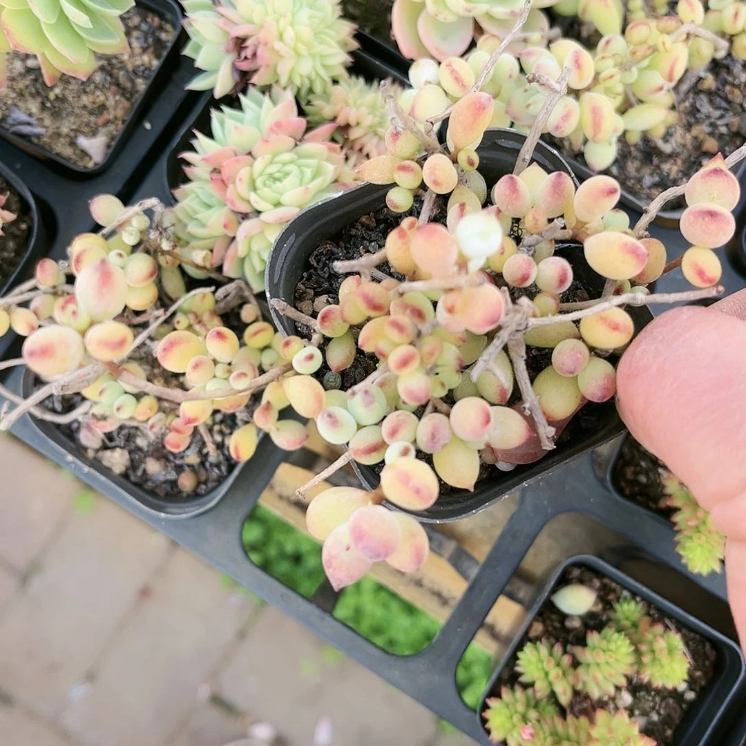 琼****生358多肉植物种类多样