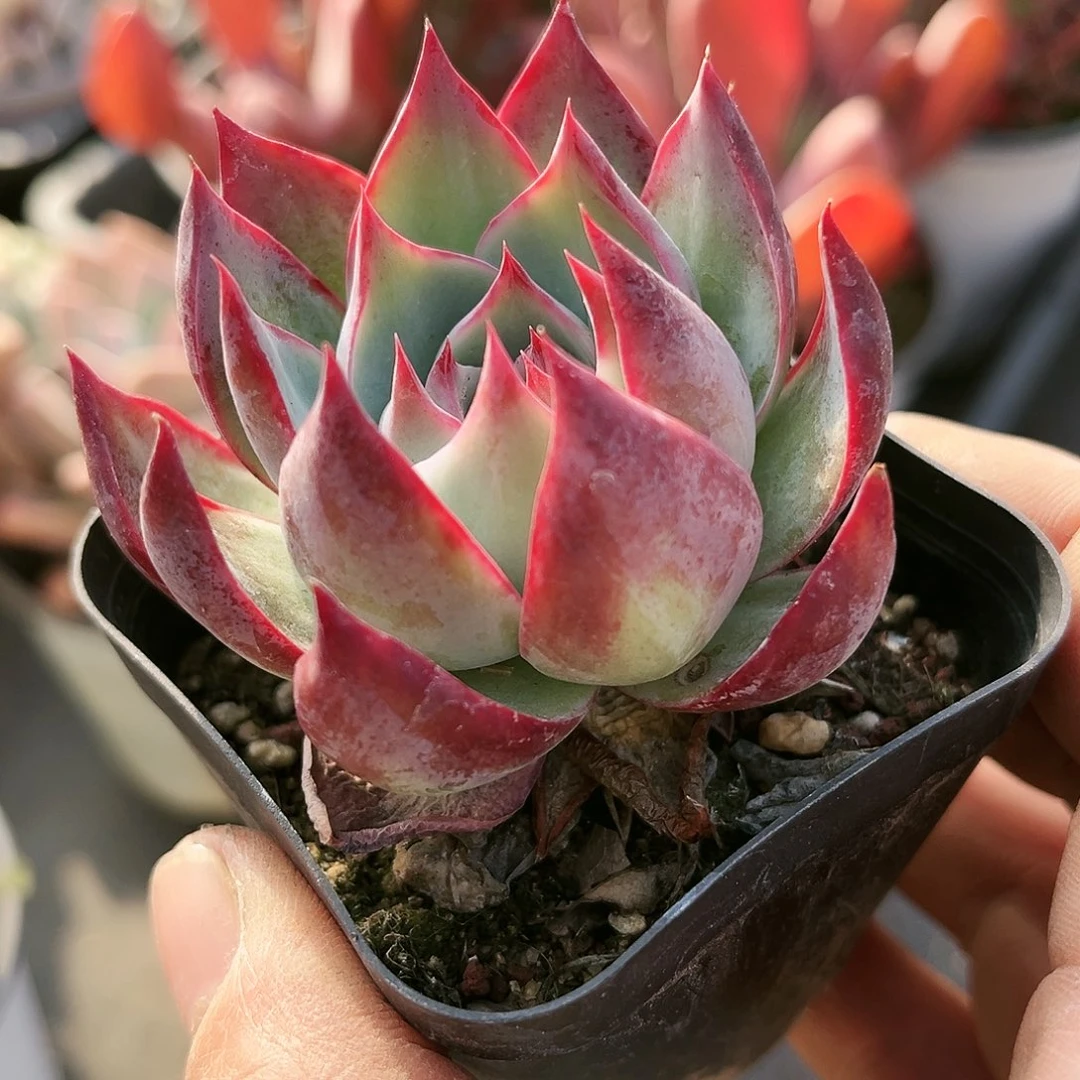 樰*309方的一个小镇的一位