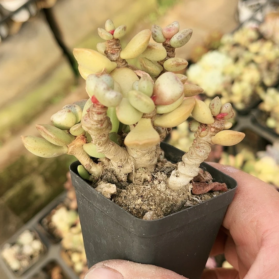 114多肉植物种类多样