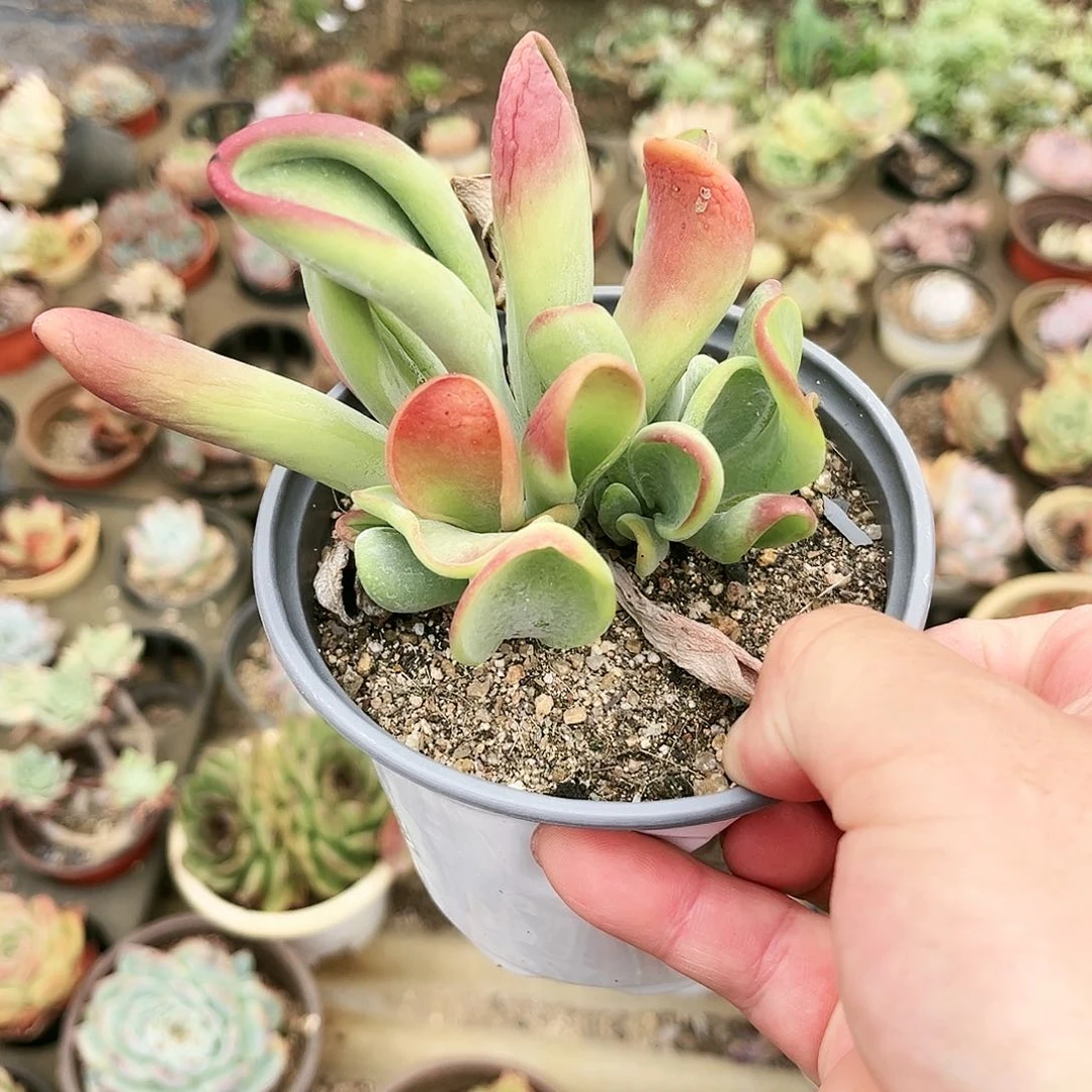 小**水398多肉植物种类多样