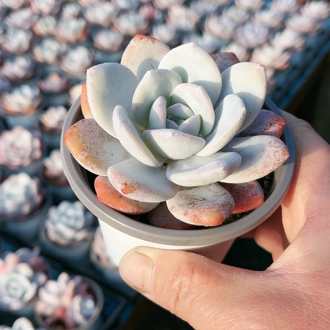 呵*?147多肉植物种类