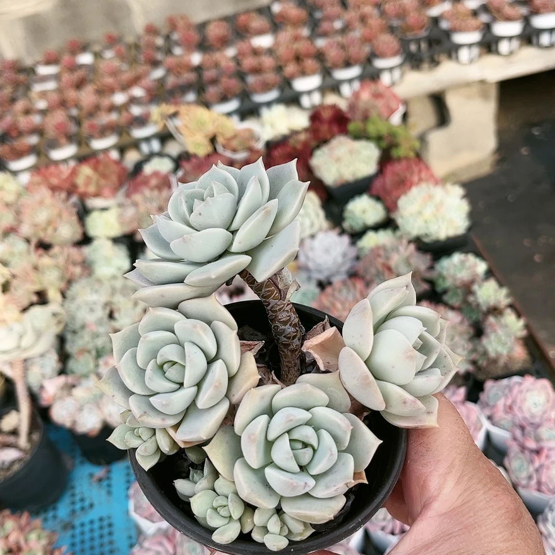 小*?90多肉植物种类多样
