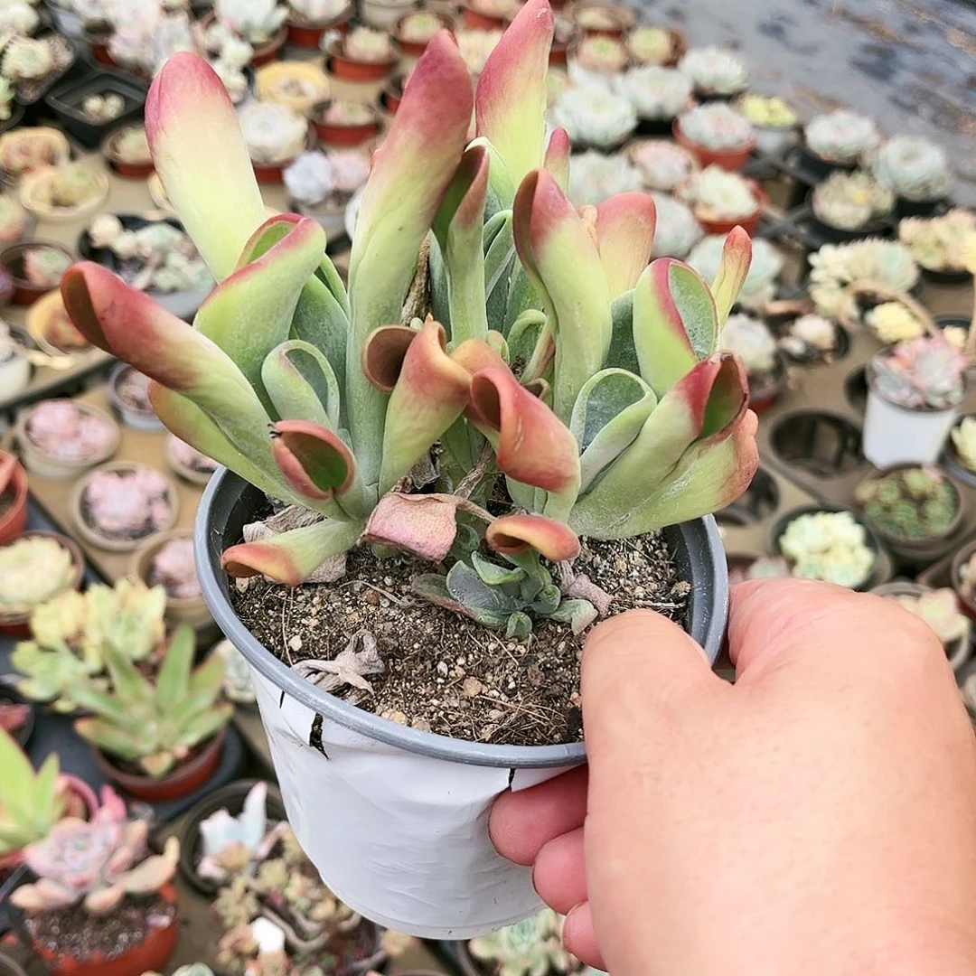 小**水400多肉植物种类多样