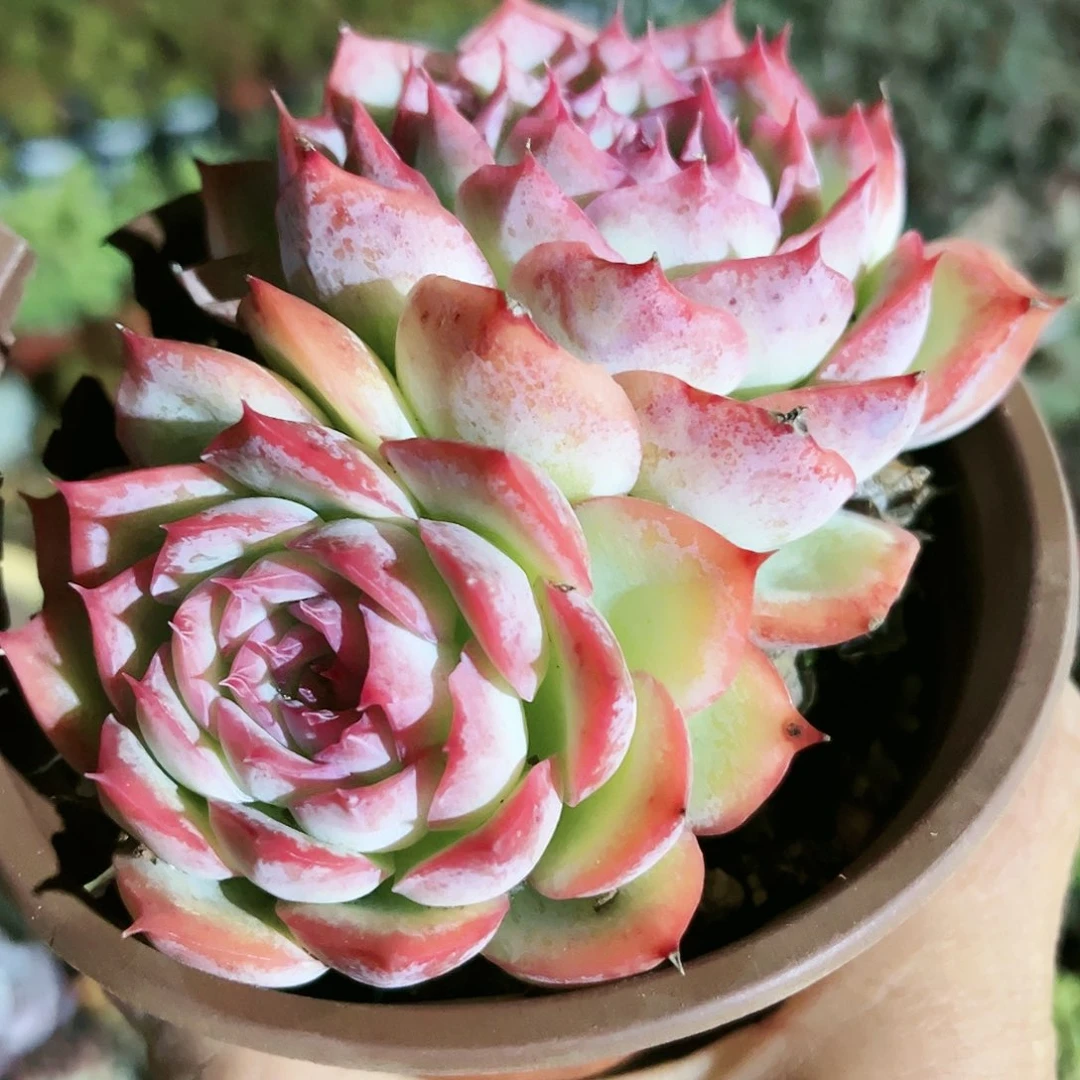 逸*30多肉植物种类繁多