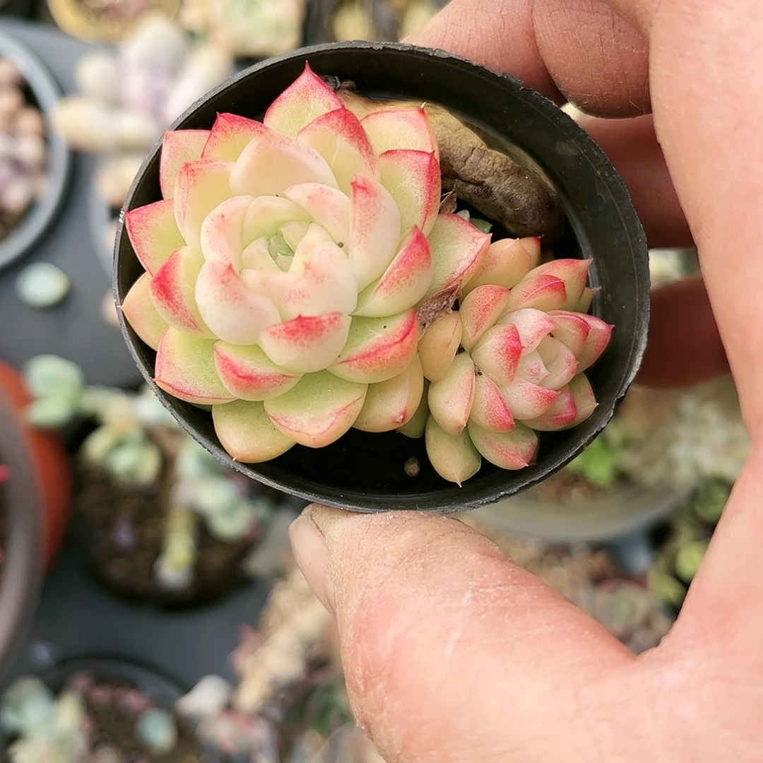 我****已166多肉植物种类多样