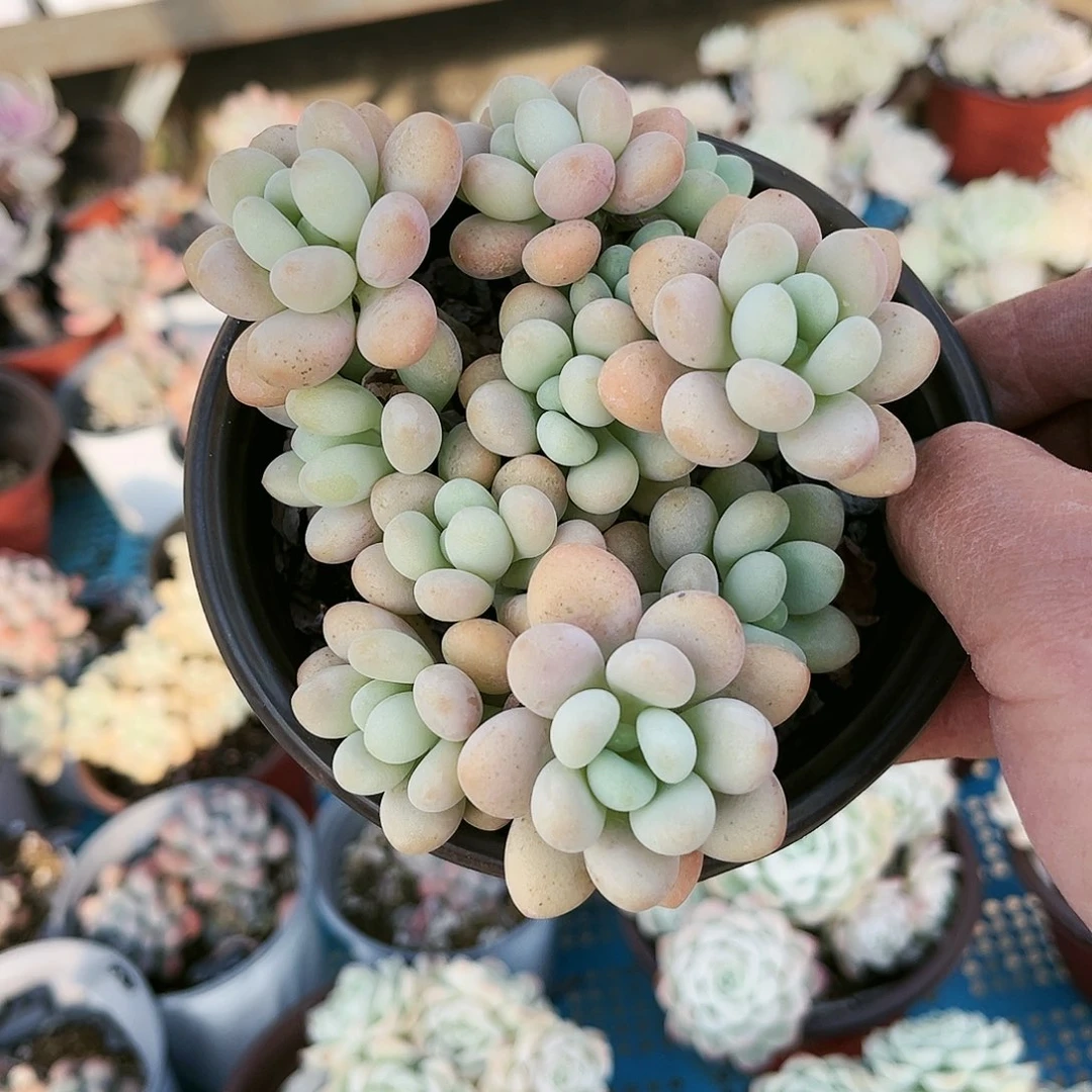 忽****349多肉植物种类多样