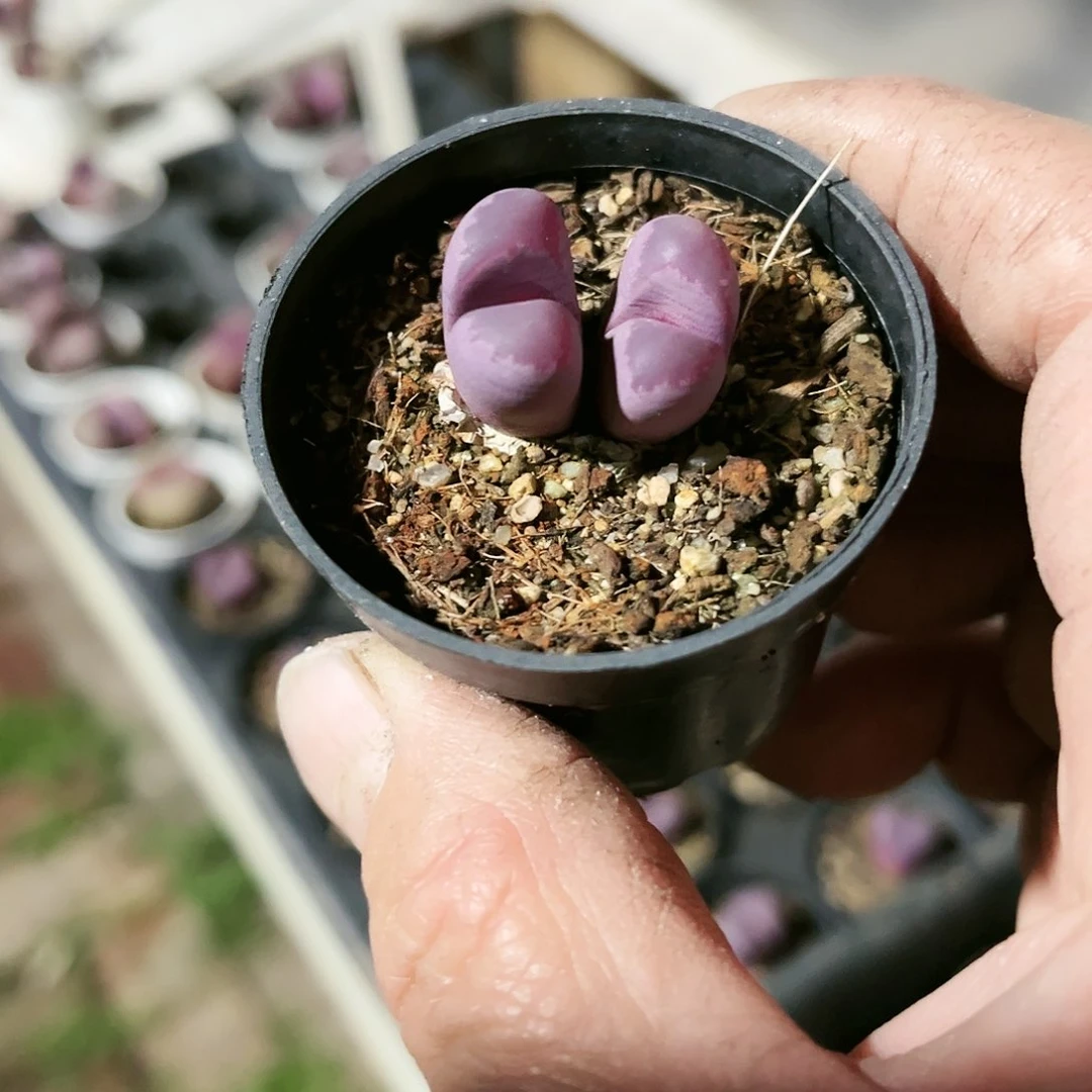 L*辰528多肉植物种类多样