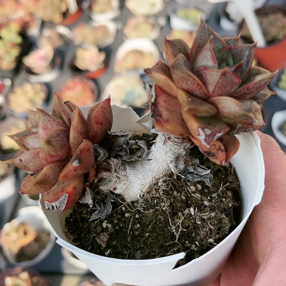 因****你561多肉植物种类多样