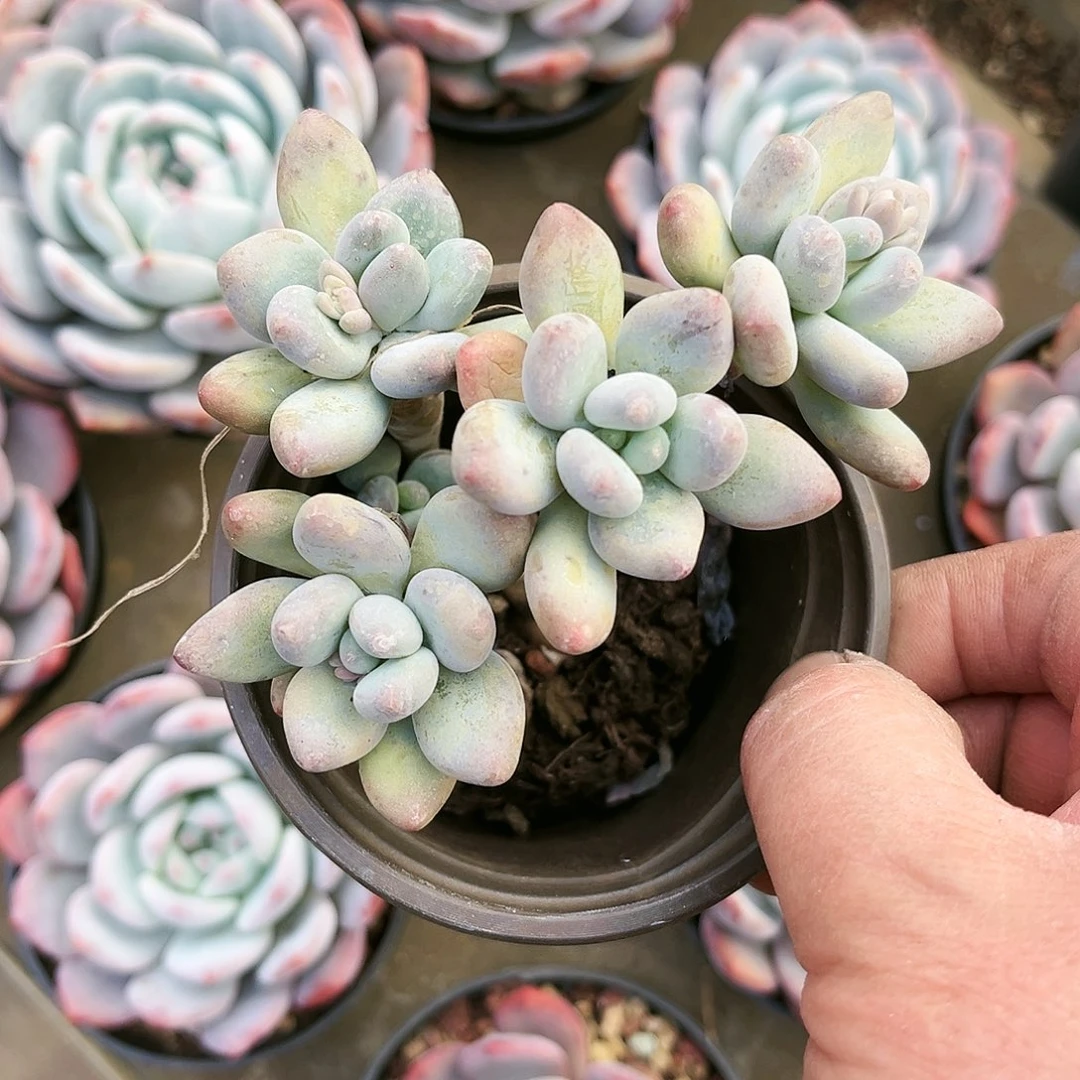 养****?219多肉植物种类多样