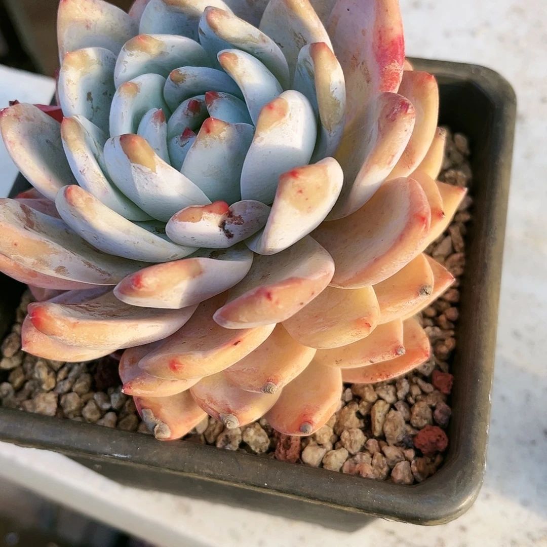 小****肉493多肉植物种类多样