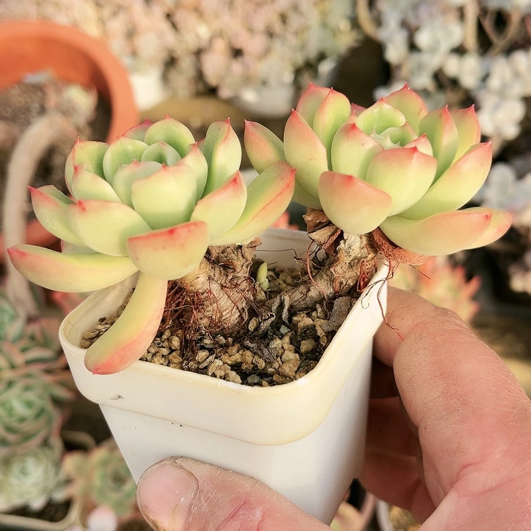 二****）506多肉植物种类多样