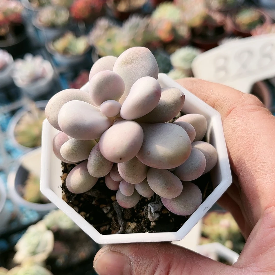 风**言255多肉植物种类多样