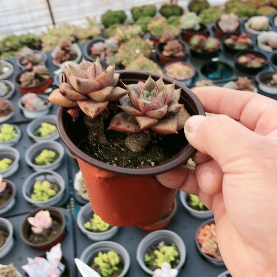 踏**回123多肉植物种类多样