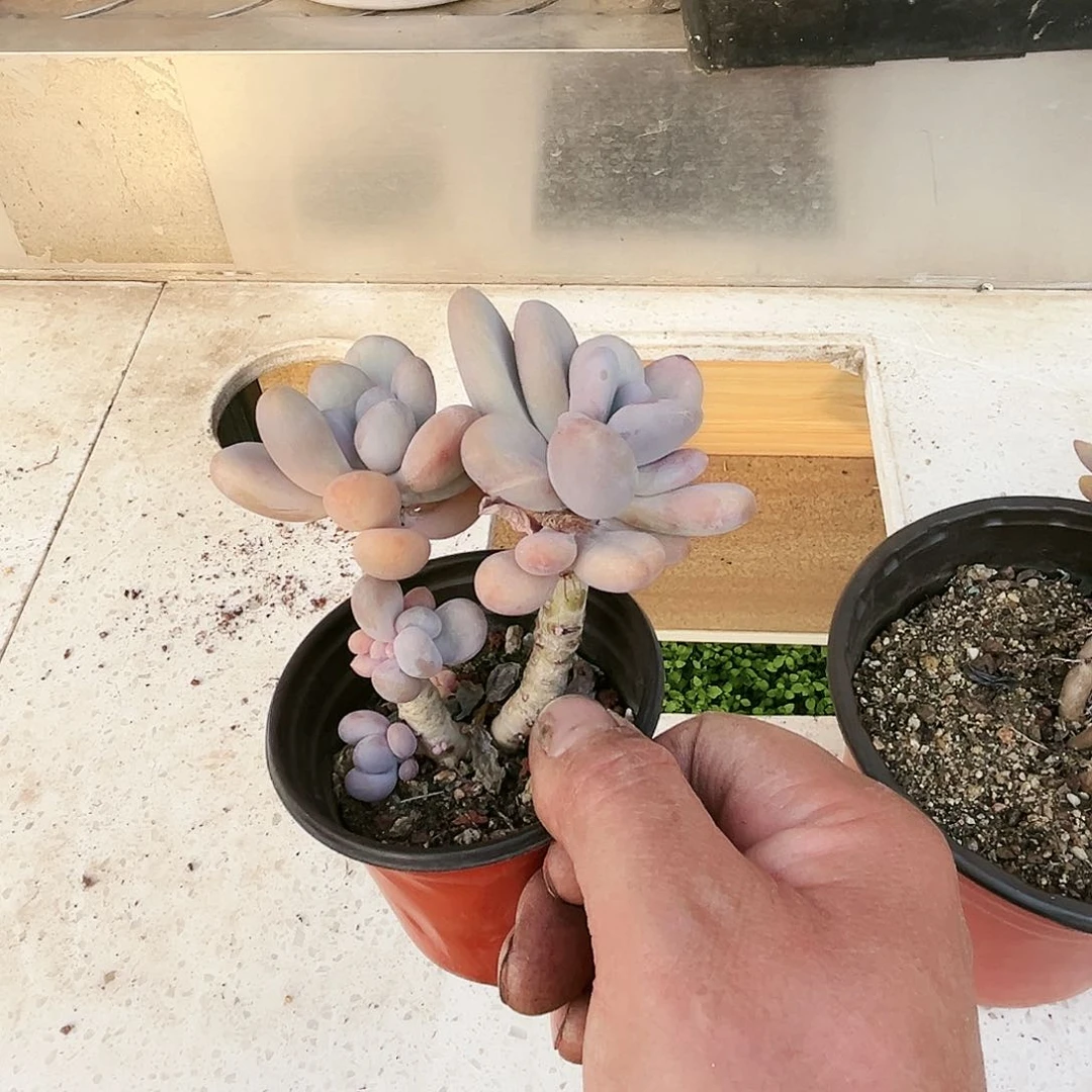 嗳***?418多肉植物种类多样