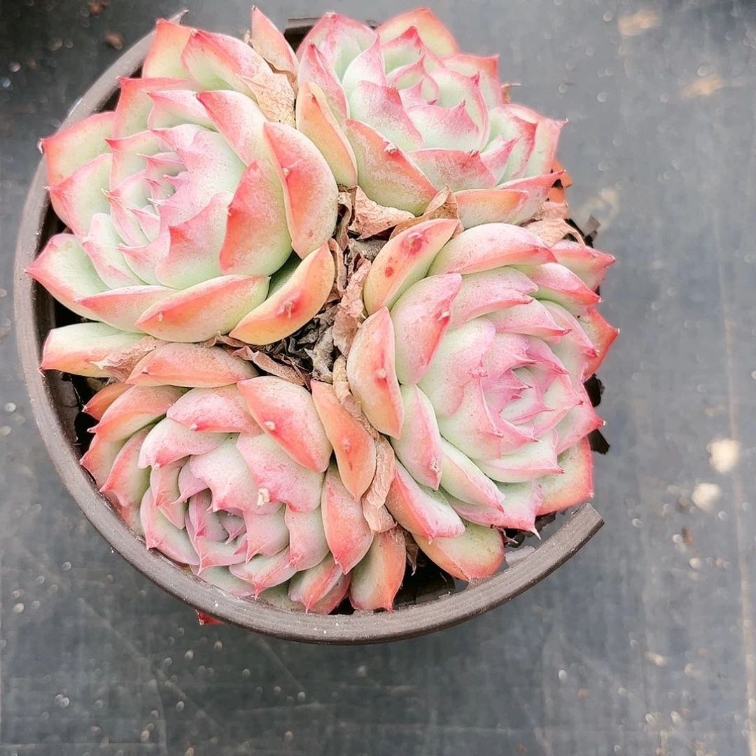 娟*儿378多肉植物种类多样