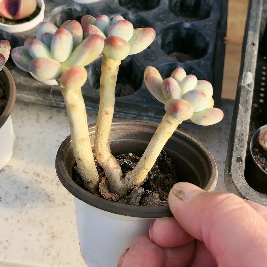 竹****姐218多肉植物种类多样