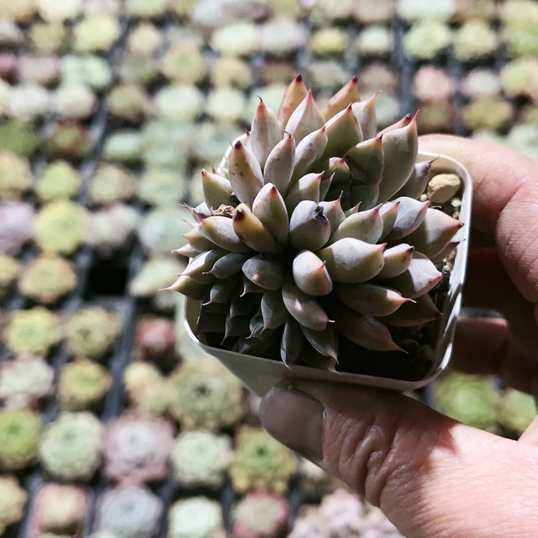 懒***?27多肉植物种类多样