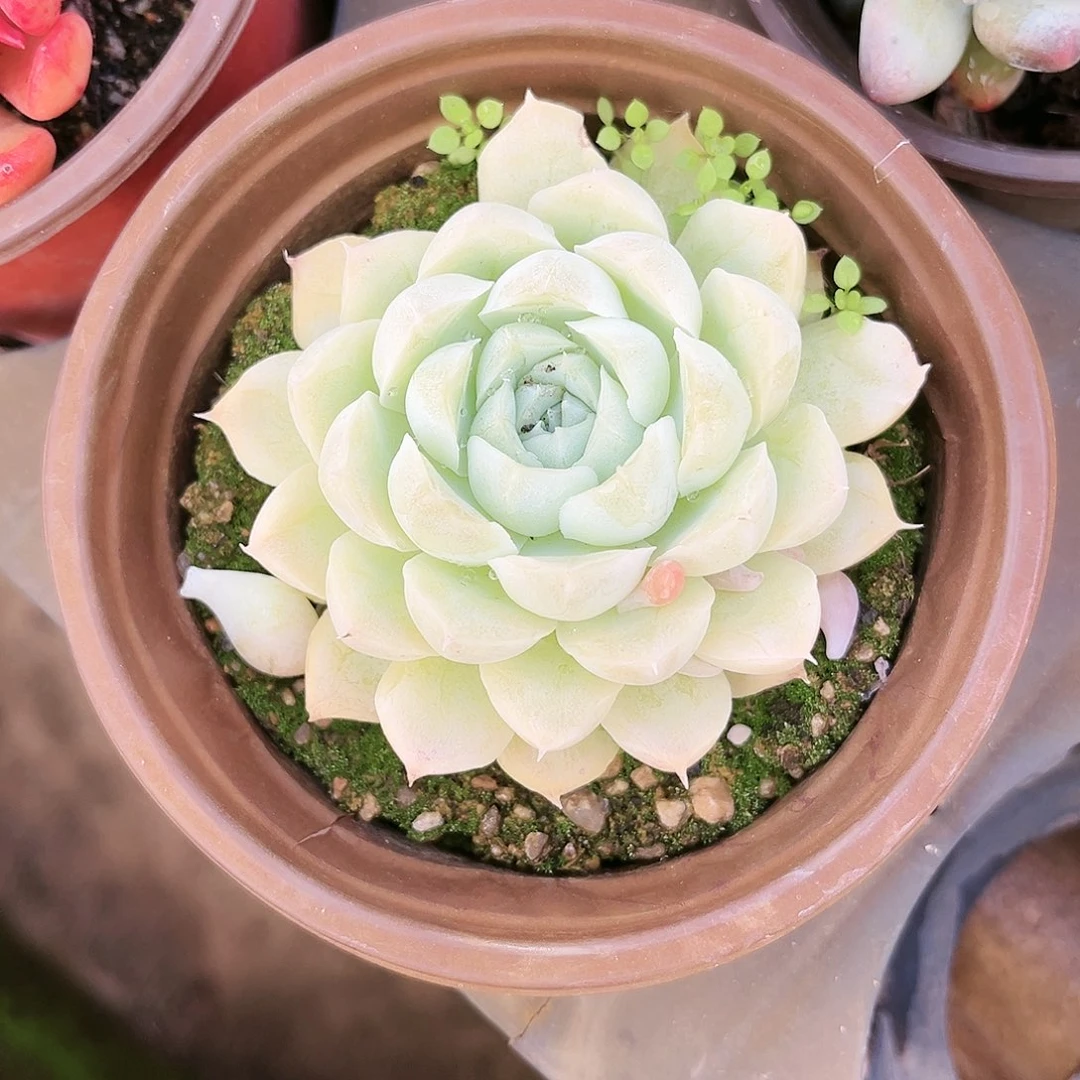 49多肉植物种类多样